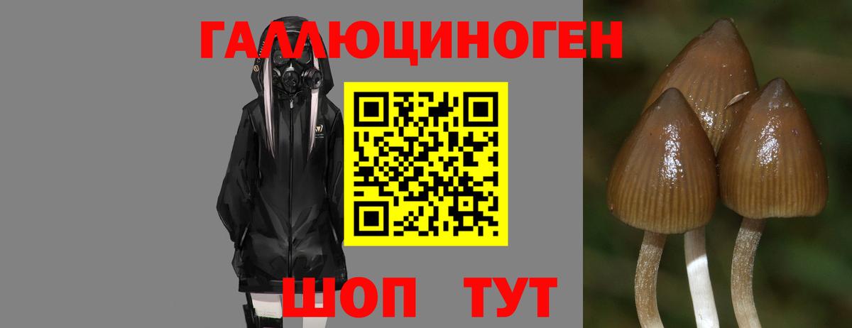 Галлюциногенные грибы Psilocybine cubensis  Вход с VPN  Псилоцибиновые грибы Cubensis  Волжский 